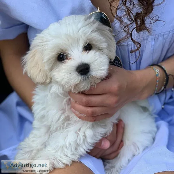 Lovely Maltipoo Puppies For Re-Homing