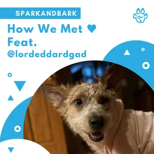 Best Dog Walking service in Chicago  Sparkysteps
