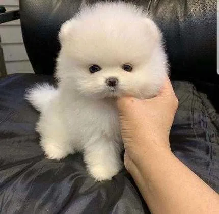 Awesome T-Cup Pomeranain Puppies Available