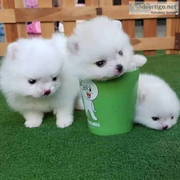Awesome T-Cup Pomeranain Puppies Available