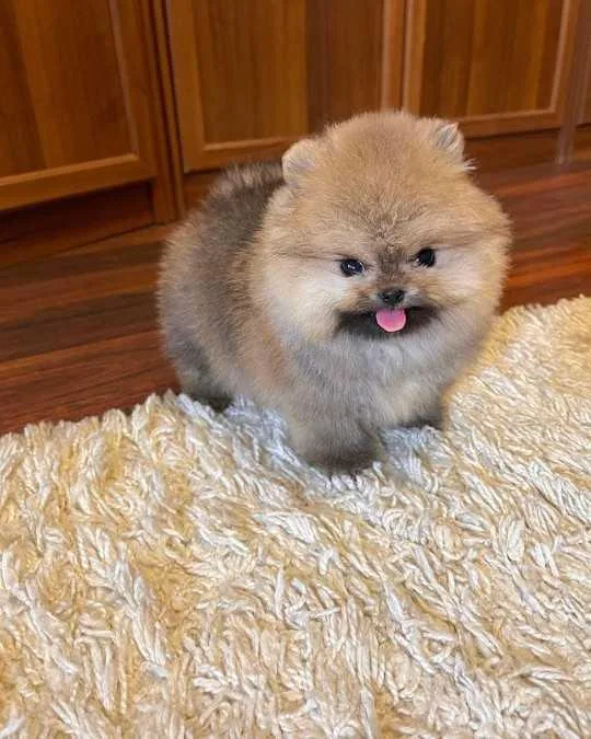 Xs Pomeranian Puppy s