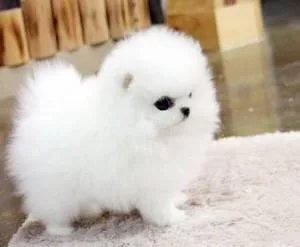 Affectionate Teacup Pomeranian Available