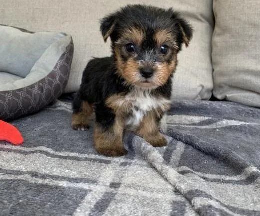 MaleFemale Tea-cup Yorkie Puppies Available