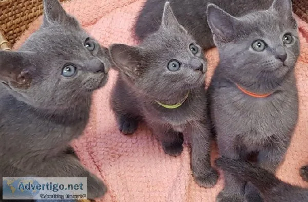 Hypoallergenic Pure Russian Blue Kittens Ready Now