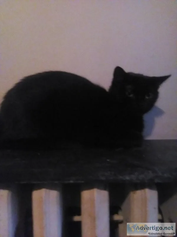 LOOKING FOR GOOD HOMES FOR CATSKITTENS