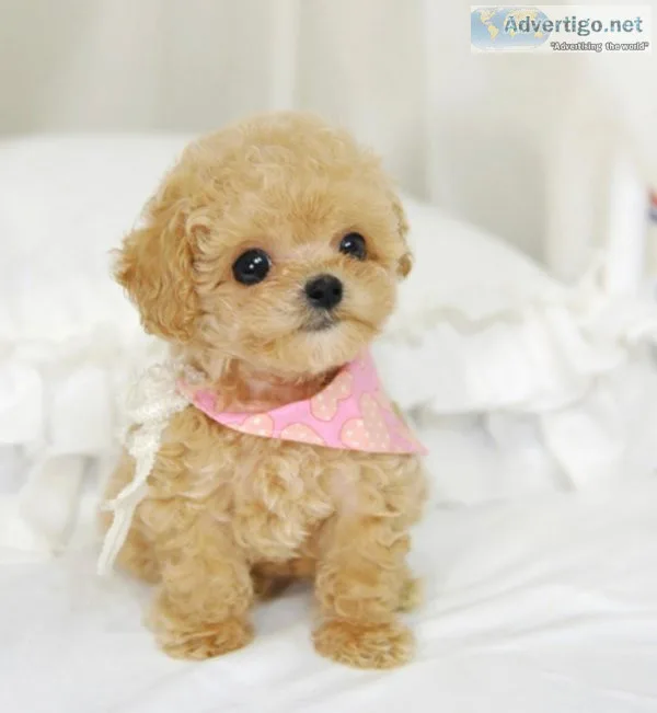 Toy poodles for sale