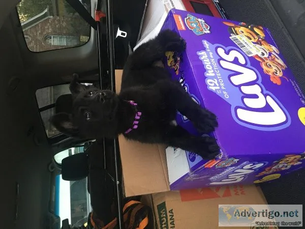 Solid Black German Shepherd Puppies