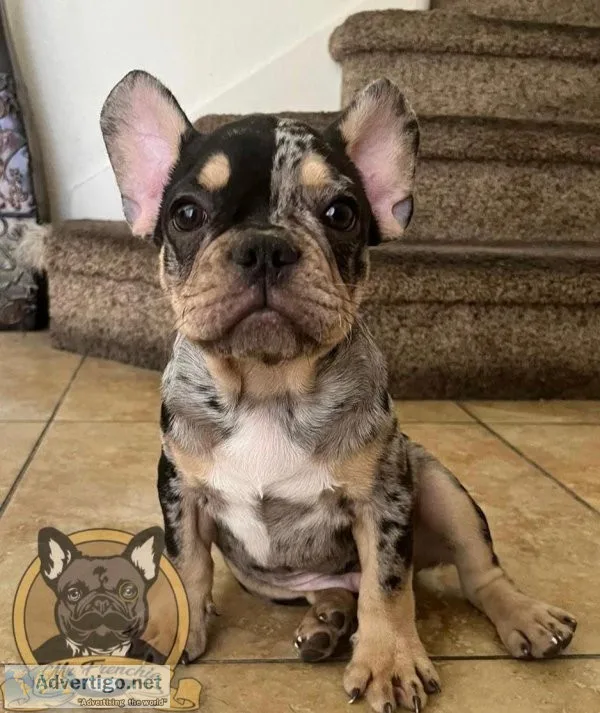 French Bulldog Puppies