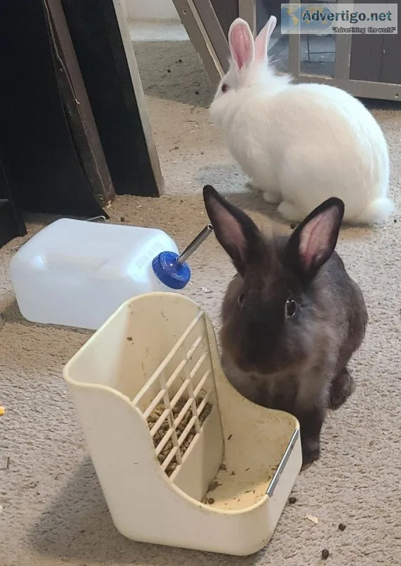Charlotte Bunnies