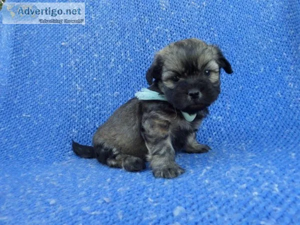 Shih-Poo Puppy