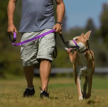 Perfect Dog Collar For All Of Your Furry Friends  Pets Villa