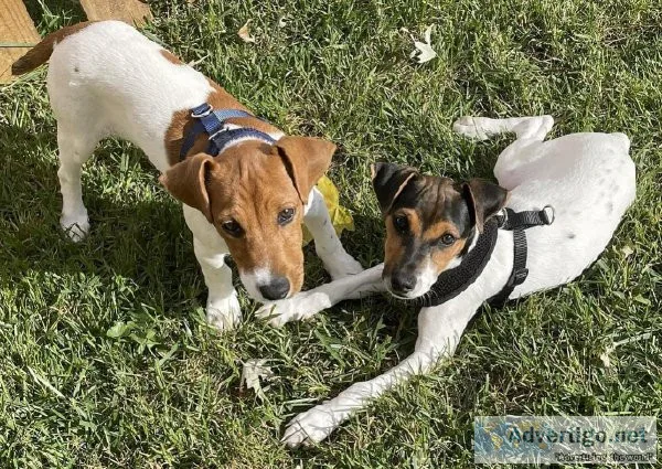 Beautiful Male Jack Russell Terrier Puppies Available for Adopti