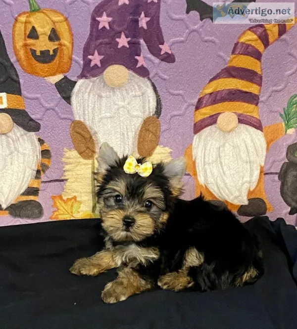 AKC teacup yorkie female puppy