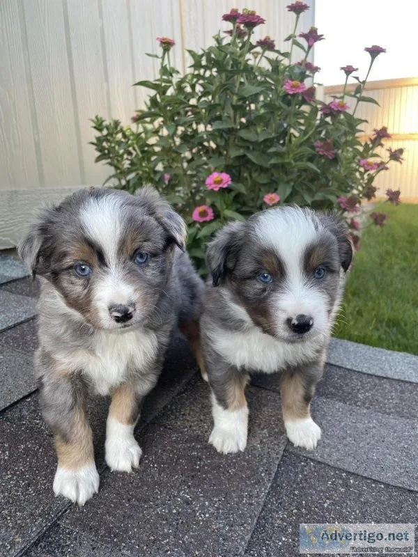 ASDR Miniature Australian Shepherd Mini Aussie