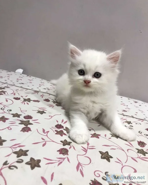 Persian kitten for sale in indore