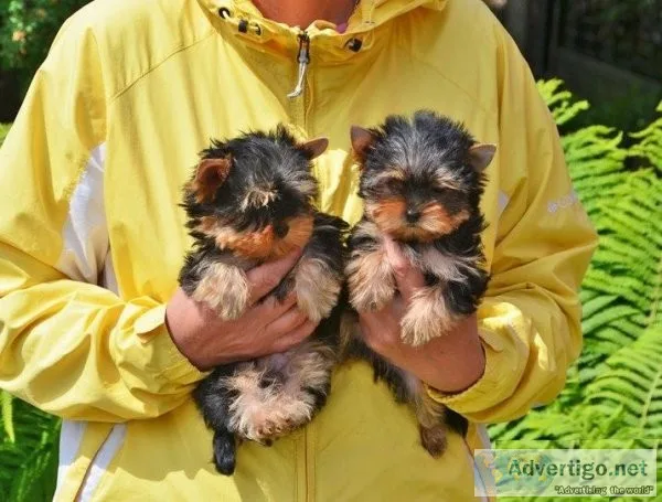 HOME RAISED YORKSHIRE TERRIER PUPPIES FOR REHOMING