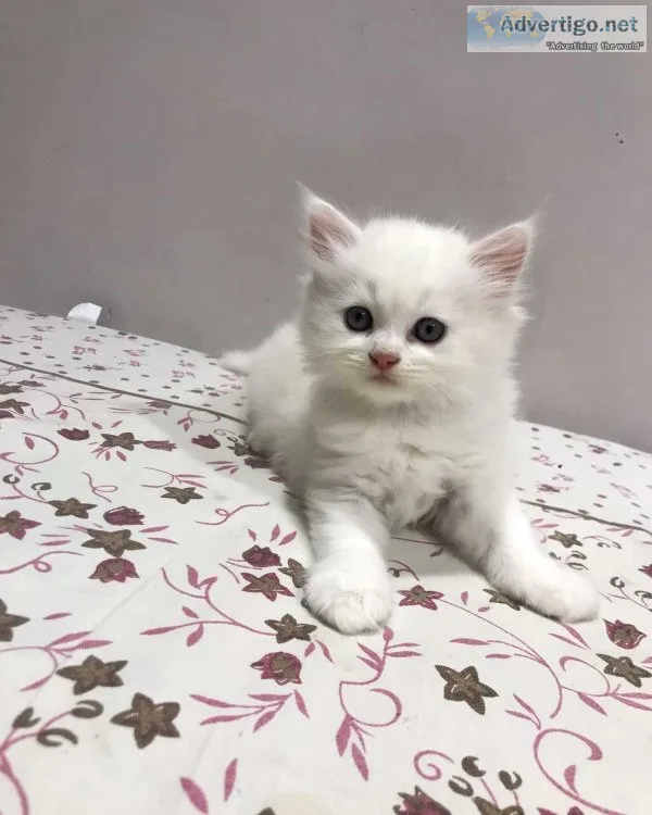 Persian kitten for sale in kochi
