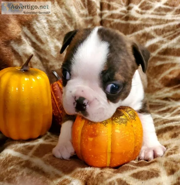 AKC Boston Terrier puppies
