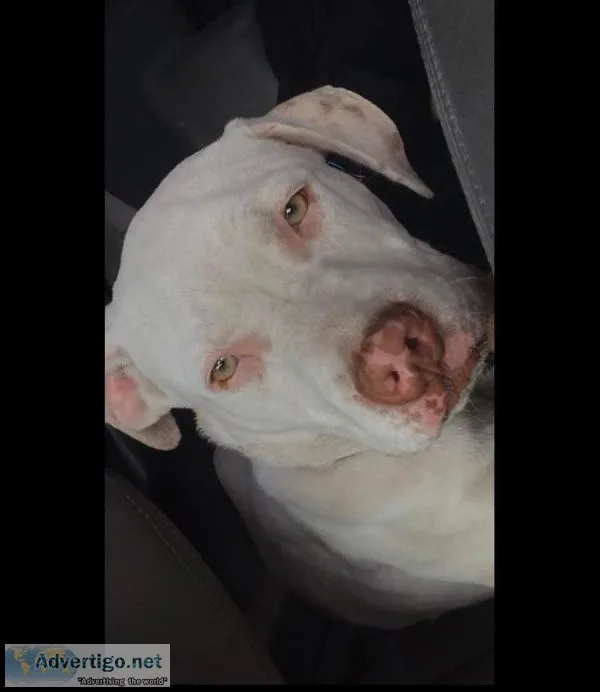 White Pitbull puppy