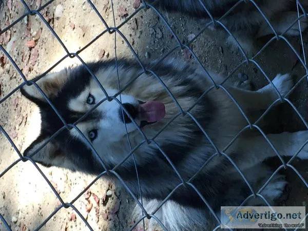 Male husky