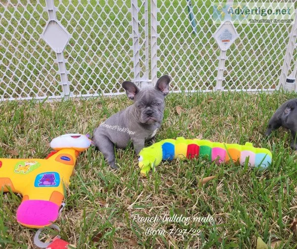 French bulldog puppies
