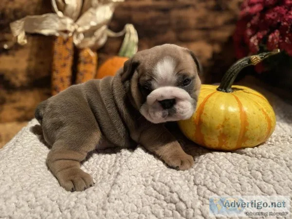 English Bulldog Olde English Bulldogge Puppies