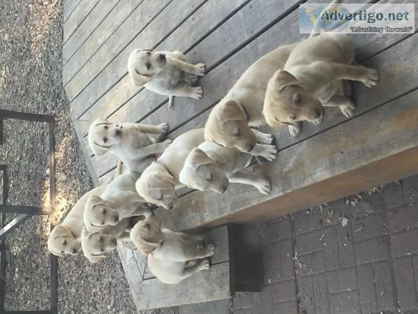 AKC YELLOW LABS