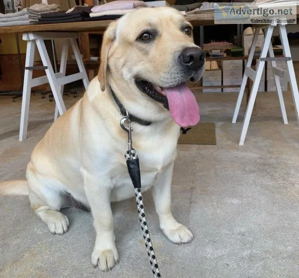 Labrador Retriever