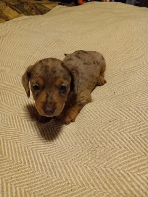 9.99 Top Quality Tiny Daschund Puppies
