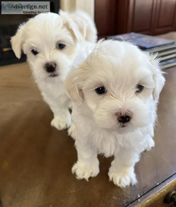 Maltipoo puppies for sale