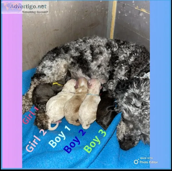 Toy poodle