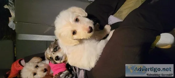 Australian blue heeler  doodles