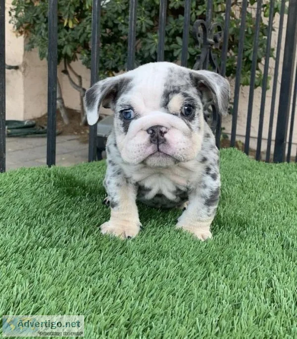 French Bulldog