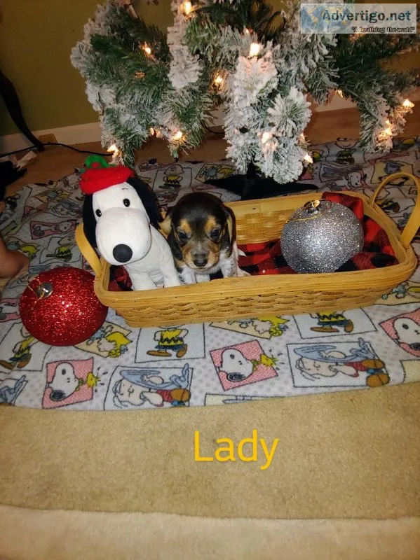 Christmas Beagles