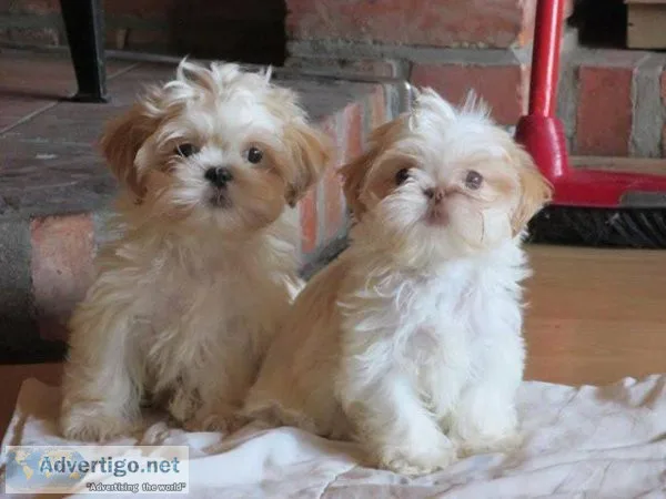 Beautifulshih tzu girl is looking for good home.
