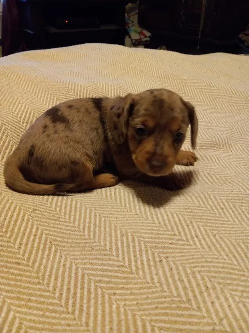&notMini-Adorable Baby Daschund Puppies for Rehoming
