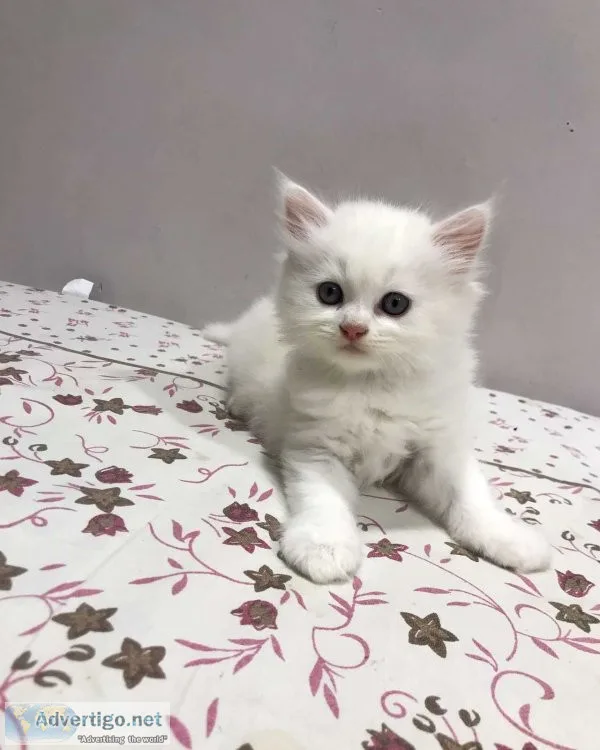 Persian kitten for sale in pune