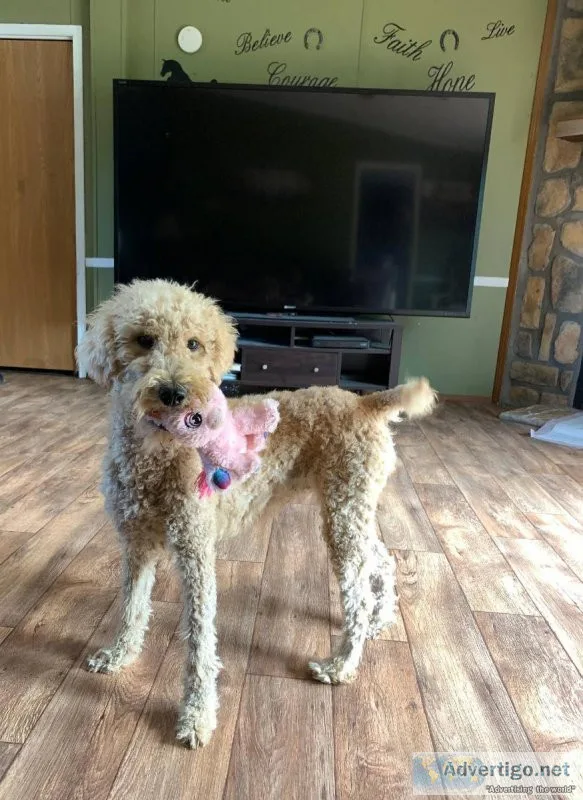 Goldendoodle Miss Daisy