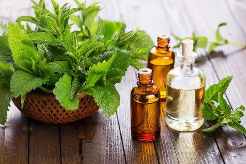 Benefits and applications of spearmint oil