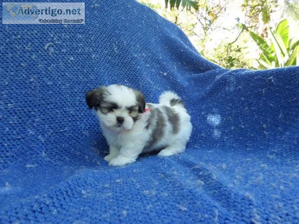 Shih Tzu Puppy