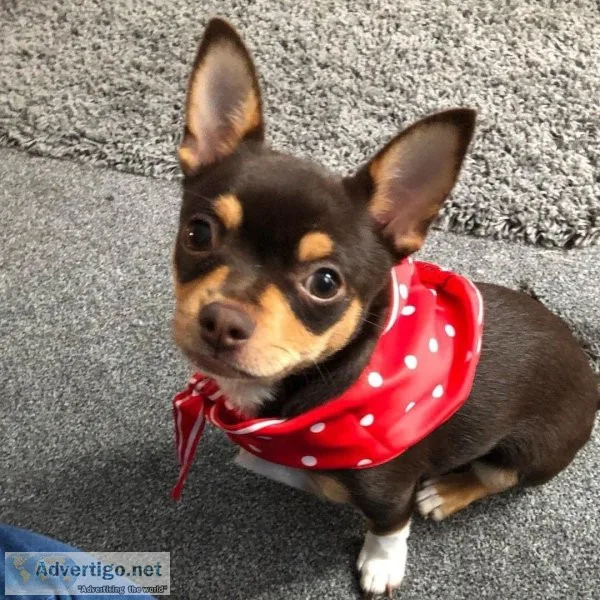 STUNNING CHIHUAHUA PUPS