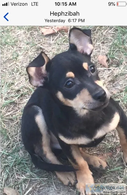 Chihuahuas