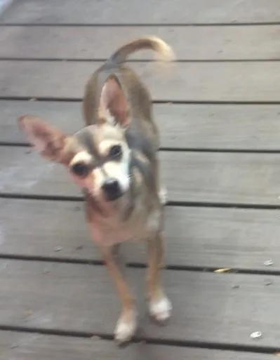 Chihuahuas