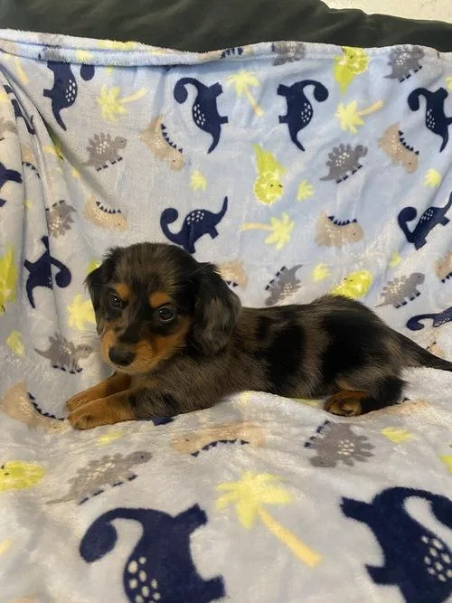AKC Reg Quality Daschund Puppies for Adoption