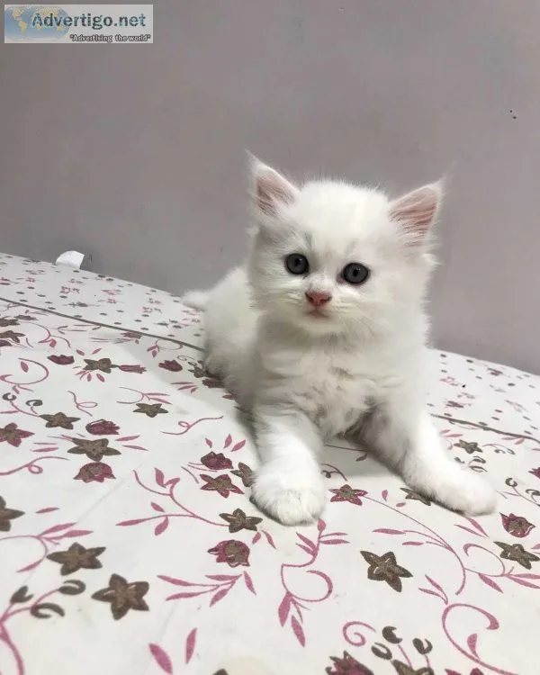 Persian kitten for sale in bangalore