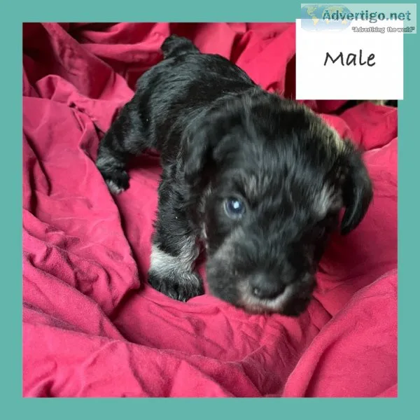 Mini schnauzer pups