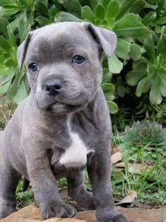 STAFFORDSHIRE BULL TERRIER PUPPIES FOR SALE