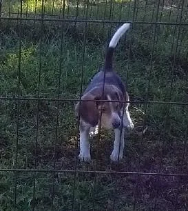 FREE---too a good home only