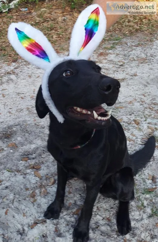 AKC BLACK FEMALE LAB