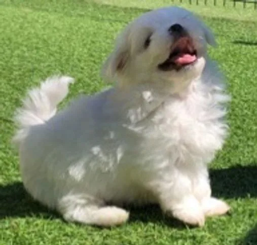 Sunshine Maltese Puppy